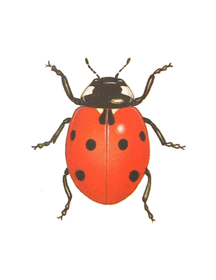 Nature Drawing - Ladybug #1 by Pati Photography