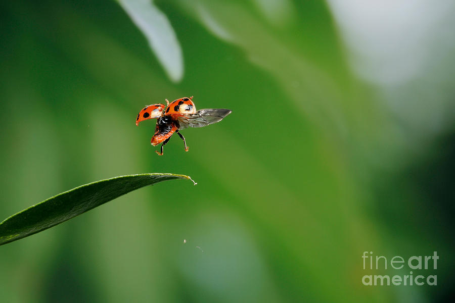 Ladybug Taking Off #1 Photograph by Scott Linstead