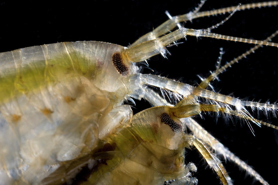 Lagoon Sand Shrimps Mating #1 Photograph by Pascal Goetgheluck/science Photo Library