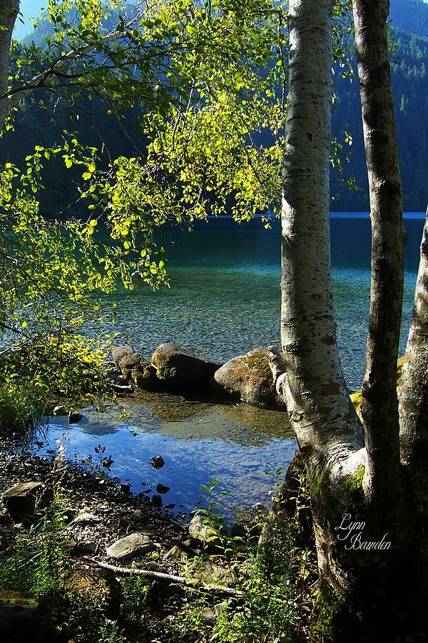 Olympic National Park Photograph - Lake Crescent Aspens #2 by Lynn Bawden