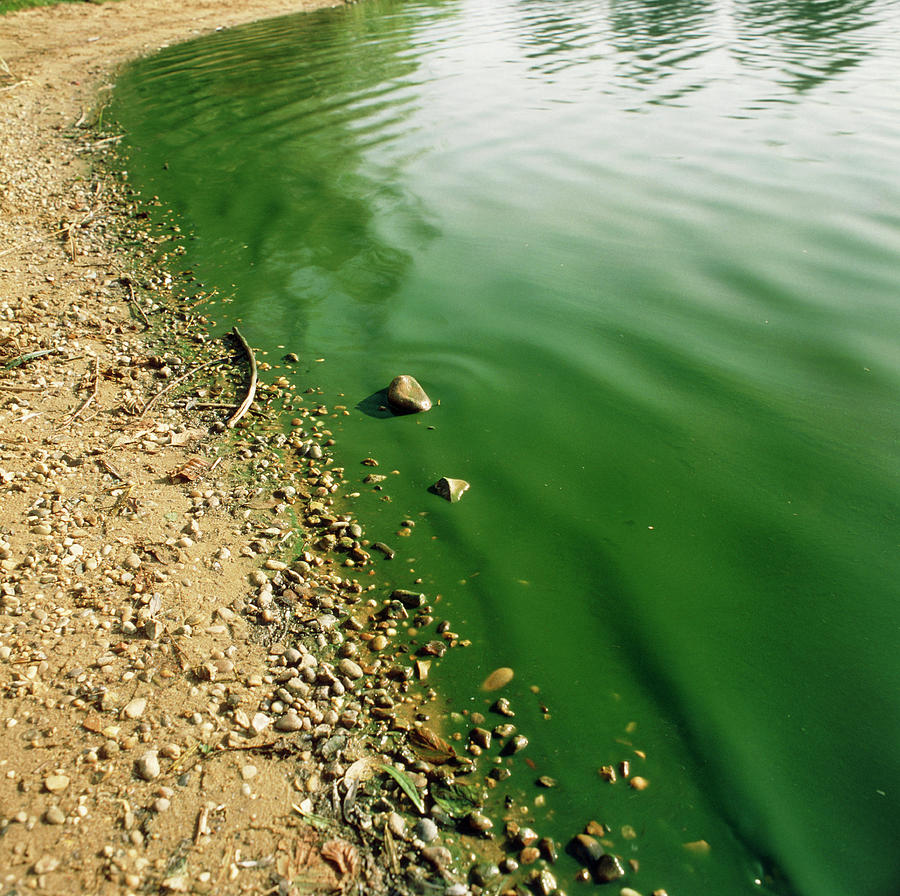 Lake Discoloured By Blue Green Algae Photograph by Dr Jeremy Burgess