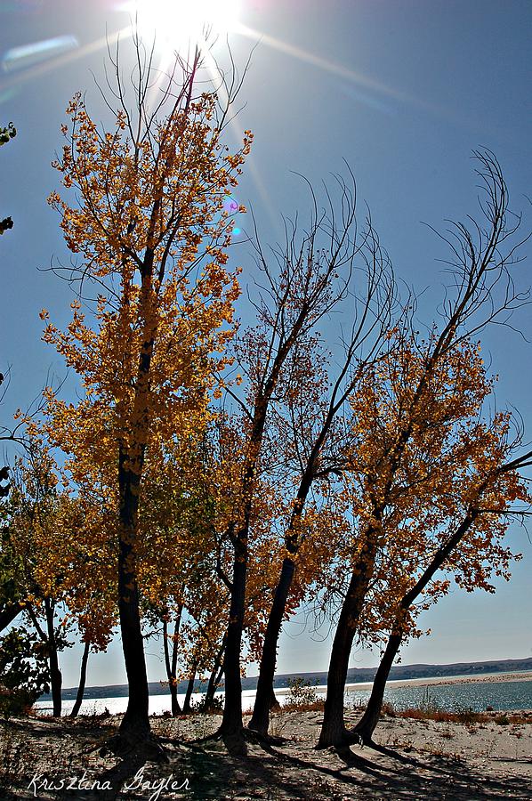 Tree Pyrography - Lake McConaughy Beach Nebraska #1 by Krisztina  Gayler