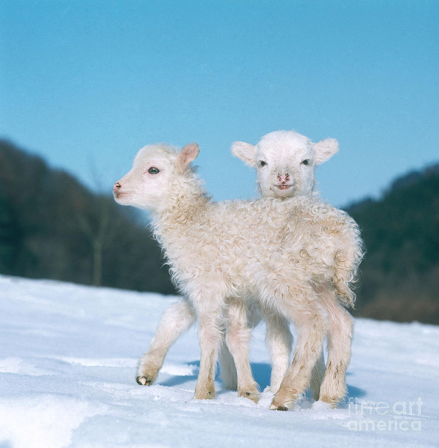 Sheep Photograph - Lambs #3 by Hans Reinhard