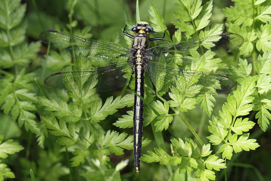 Lancet Clubtail Dragonfly  #1 Photograph by Doris Potter