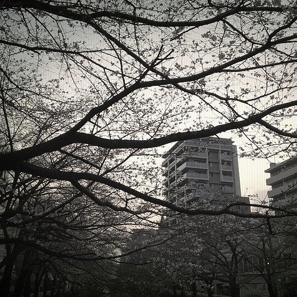 Landscape Photograph - #landscape #cherryblossom #1 by Tokyo Sanpopo