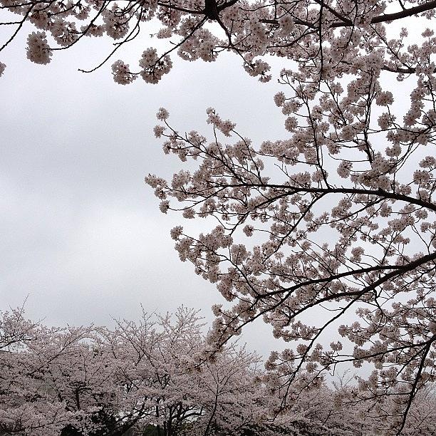 Landscape Photograph - #landscape #cherryblossom#japan #1 by Tokyo Sanpopo