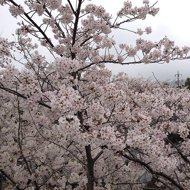 Landscape Photograph - #landscape @#cherryblossoms #1 by Tokyo Sanpopo