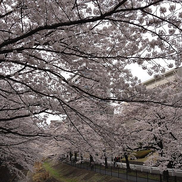 Landscape Photograph - #landscape
Cherryblossoms by Tokyo Sanpopo Landscape Photograph - #landscape
Cherryblossoms by Tokyo Sanpopo