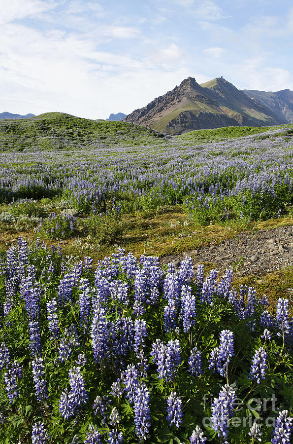 Flower Photograph - Landscape of arctic lupins at Skafafell in Iceland #1 by Robert Preston