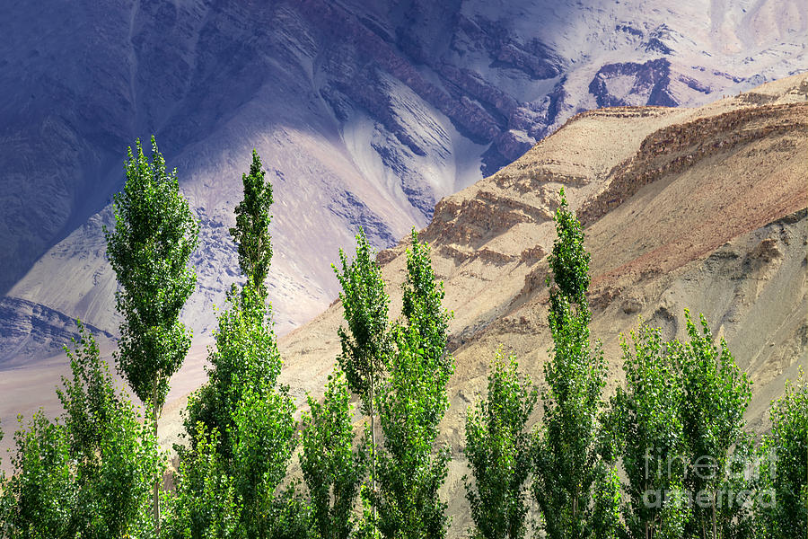 Nirvana Photograph - Landscape of Leh Ladakh Jammu and Kashmir India #1 by Rudra Narayan  Mitra