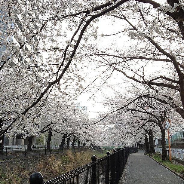 Landscape Photograph - #landscape#cherryblossom #1 by Tokyo Sanpopo
