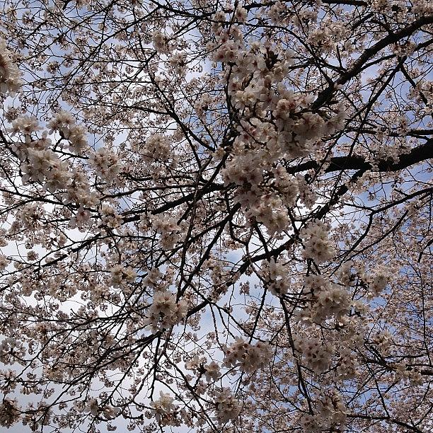 Landscape Photograph - #landscape
Cherryblossom #1 by Tokyo Sanpopo
