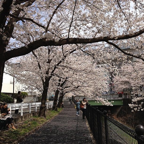 Spring Photograph - #landscape#spring #1 by Tokyo Sanpopo