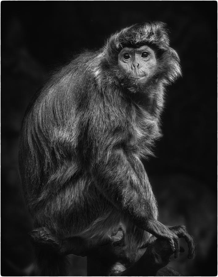 Langur Monkey Photograph by Anastasia Tompkins - Fine Art America