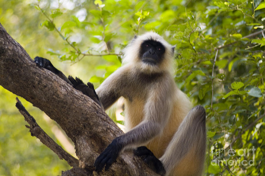 Wildlife Photograph - Langur Monkey #1 by Bill Bachmann