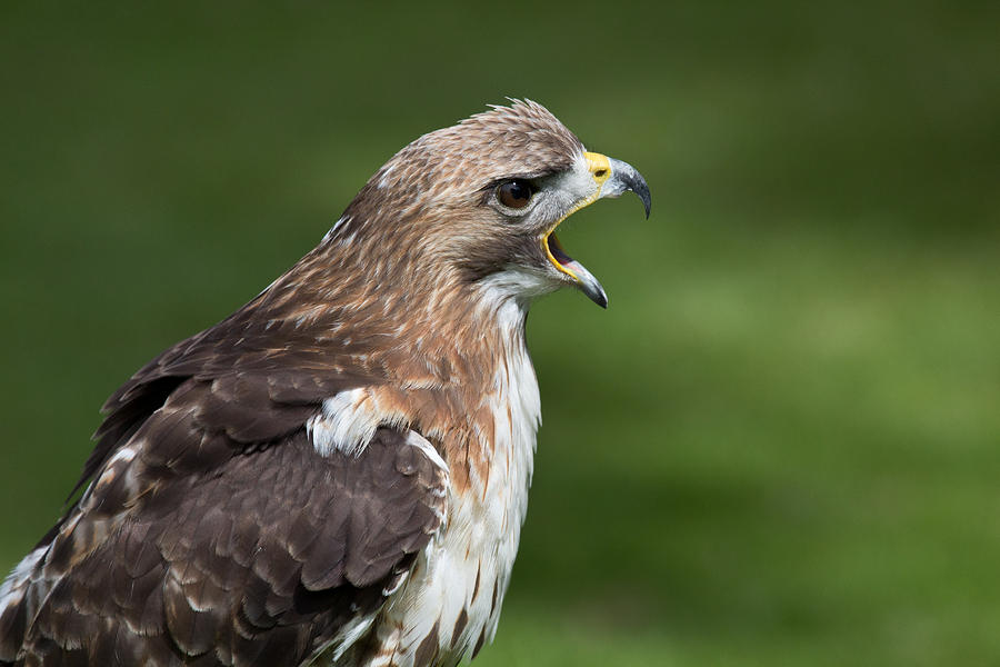 Lanner Falcon #1 Photograph by Celine Pollard