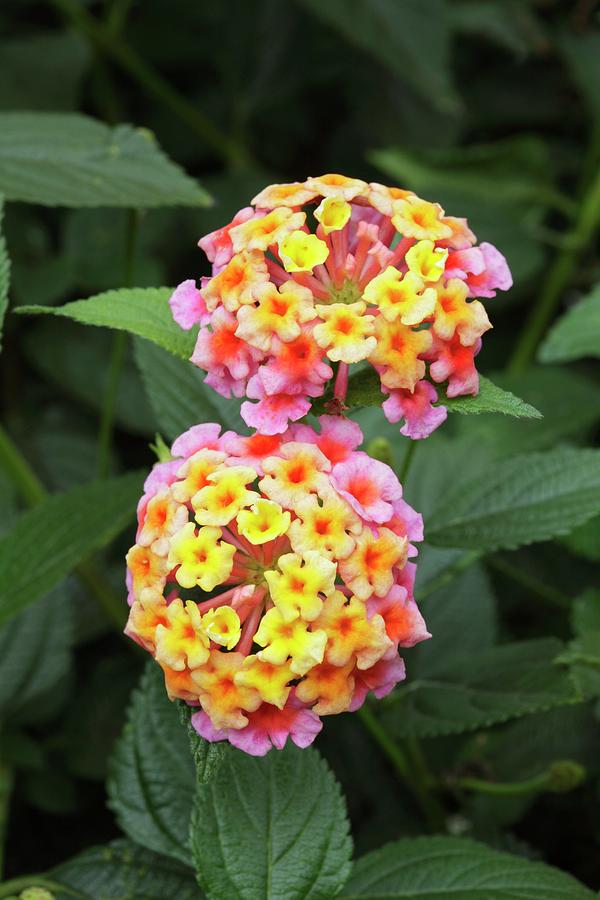 Lantana Camara Photograph by Geoff Kidd/science Photo Library - Pixels