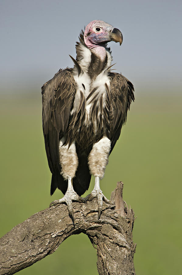 Lappet-faced Vulture