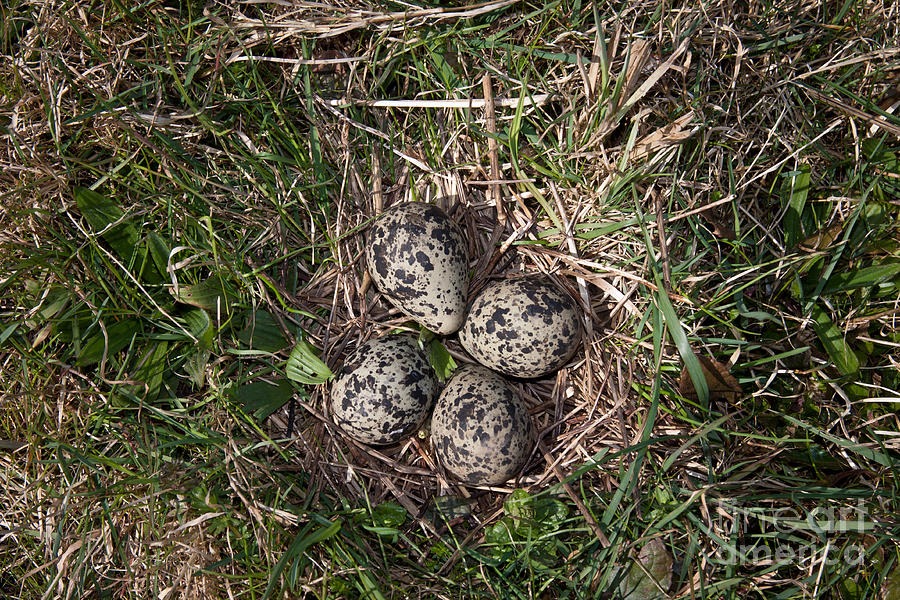 Lapwing Photograph - Lapwing Nest #1 by Marcus Bosch