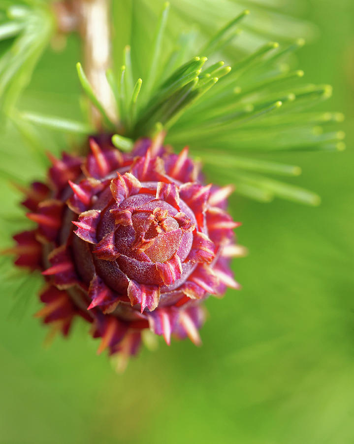 Larch Tree Cone (larix Sp.) #1 Photograph by Heiti Paves/science Photo Library