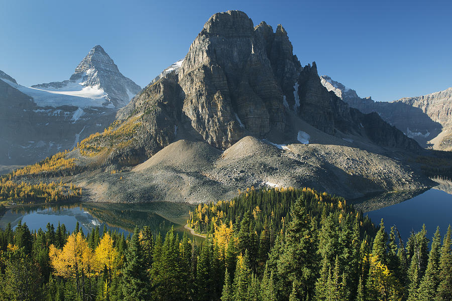 Larch Trees Mt Assiniboine And Sunburst #1 Photograph by Kevin Schafer