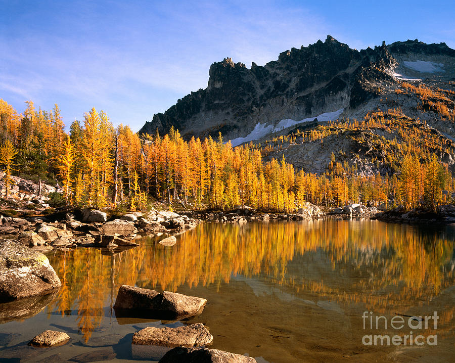 Larch Trees Reflect In Leprechaun Lake #1 Photograph by Tracy Knauer