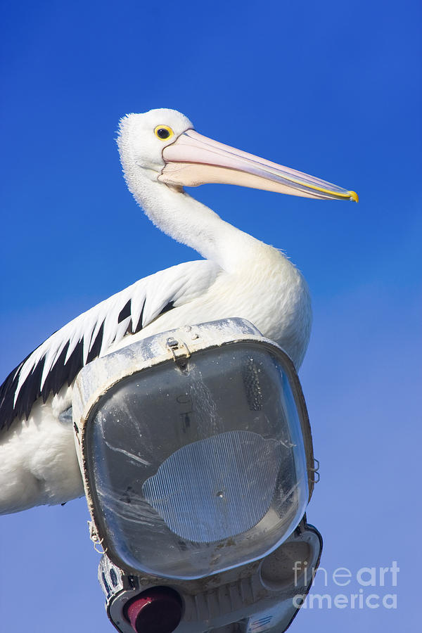 Large Australian Pelican #1 Photograph by Jorgo Photography