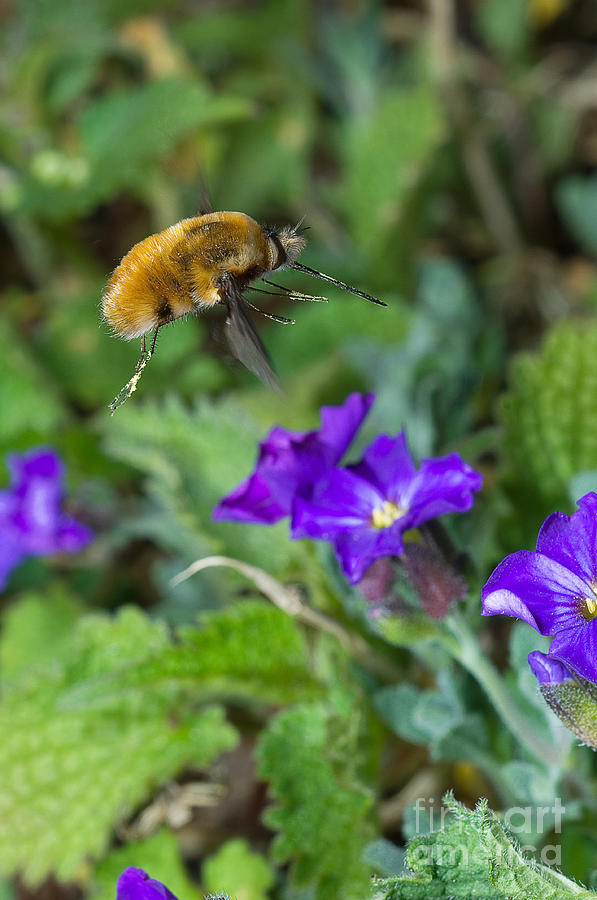 Animal Photograph - Large Bee Fly #1 by Steen Drozd Lund
