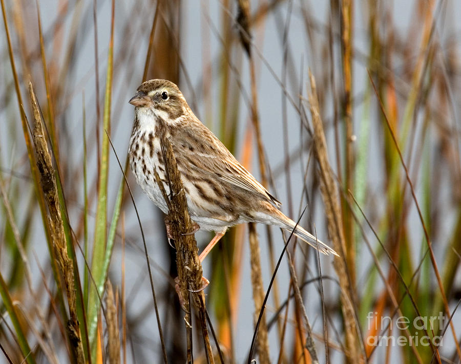Large-billed Savannah Sparrow #1 Photograph by Anthony Mercieca