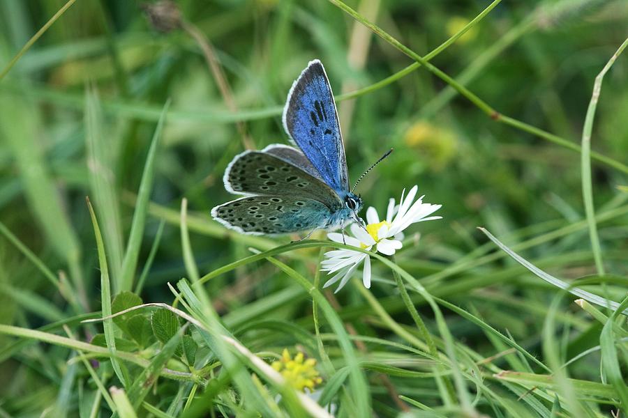 Large Blue Butterfly On A Flower #1 Photograph by Gustoimages/science Photo Library