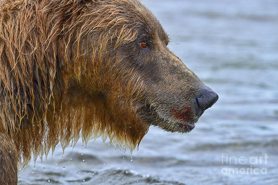 Large brown bear with telltale signs of salmon on his mouth #1 Photograph by Dan Friend