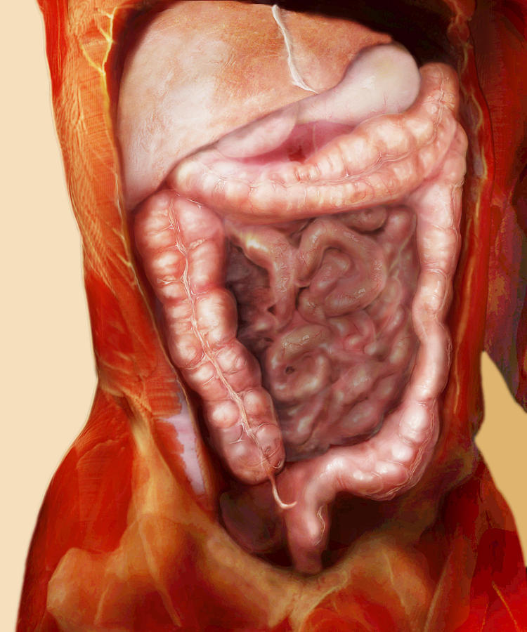 Large Intestine #1 Photograph by Anatomical Travelogue