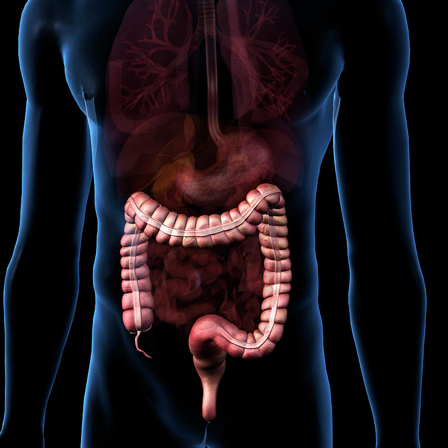 Large Intestine Isolated Within Torso #1 Photograph by Hank Grebe