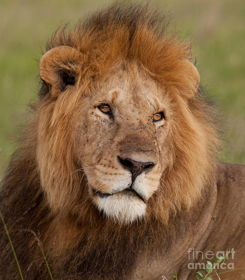Wildlife Photograph - Large Male Lion #2 by Mark Boulton