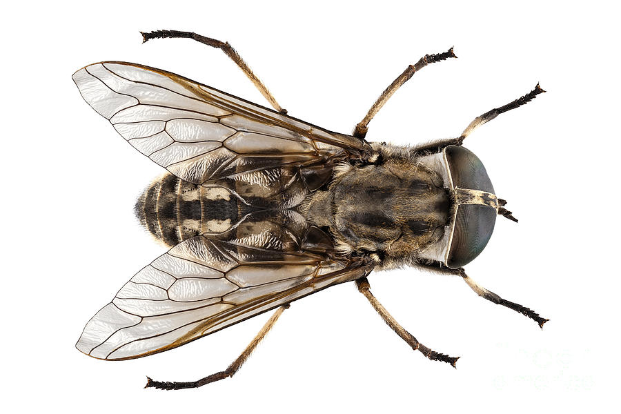 Large Marsh Horsefly Species Tabanus Autumnalis Photograph