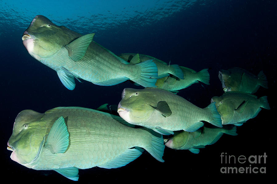 Fish Photograph - Large School Of Bumphead Parrotfish #1 by Steve Jones