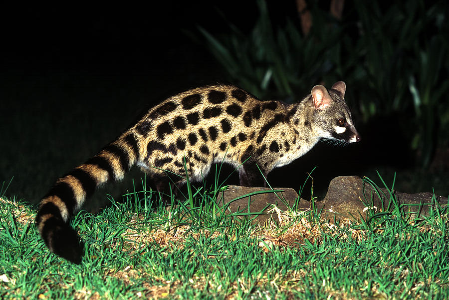 Large-spotted Genet #1 Photograph by Millard H. Sharp