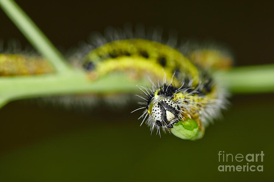Large White Caterpillars #1 Photograph by Nick  Biemans