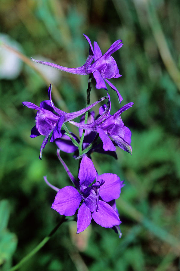 Nature Photograph - Larkspur (consolida Ajacis) #1 by Bruno Petriglia/science Photo Library