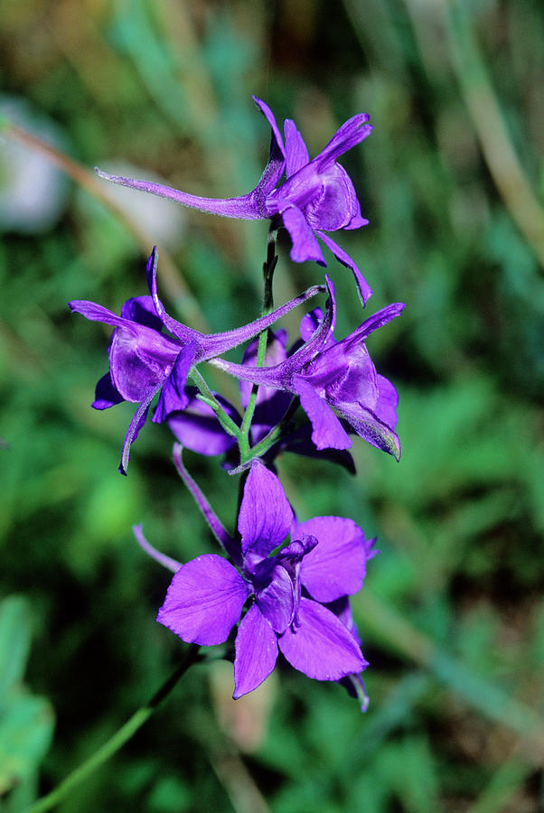 Larkspur (consolida Ambigua) #1 Photograph by Bruno Petriglia/science Photo Library