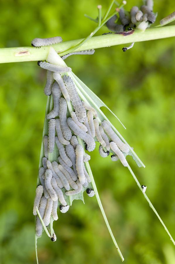 Larvae of Solomons Seal Sawfly #1 Photograph by Science Photo Library