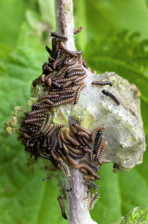 Larvae Of The Peacock Butterfly #1 Photograph by Dr Jeremy Burgess