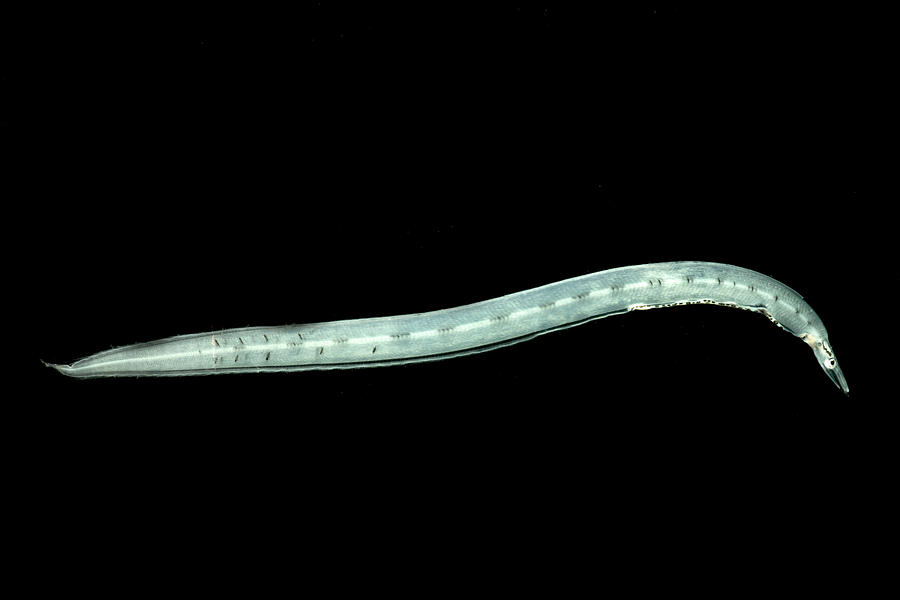 Larval Eel Faciollela Sp #1 Photograph by Dant Fenolio
