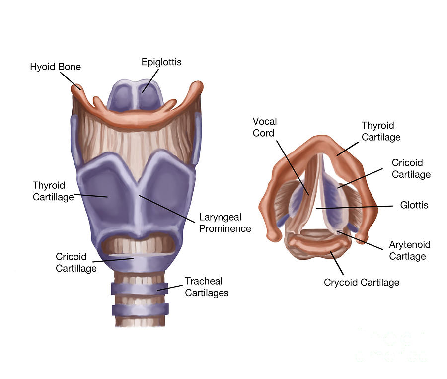 Anatomical Photograph - Larynx by Spencer Sutton