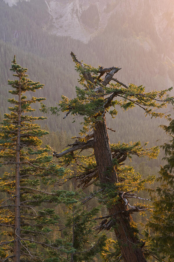 Late Evening Light at Mount Rainier National Park #2 Photograph by Michael Russell