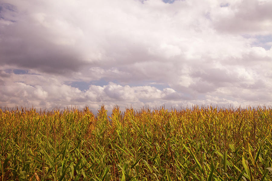 Late Fall Corn Fields, Tuscany #1 Photograph by Caroyl La Barge