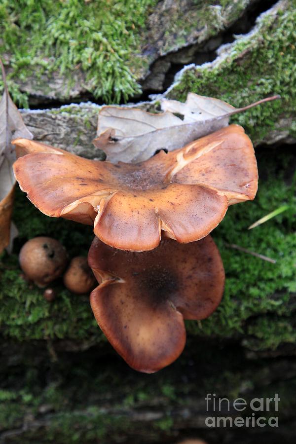 Late Fall Mushrooms #1 Photograph by Rick Rauzi