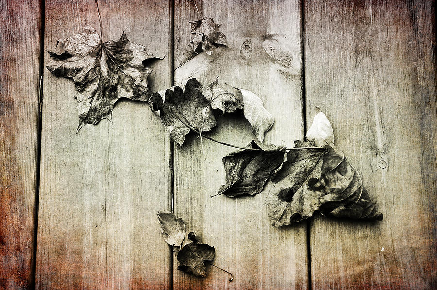 Fall Photograph - Late Fall #1 by Randi Grace Nilsberg