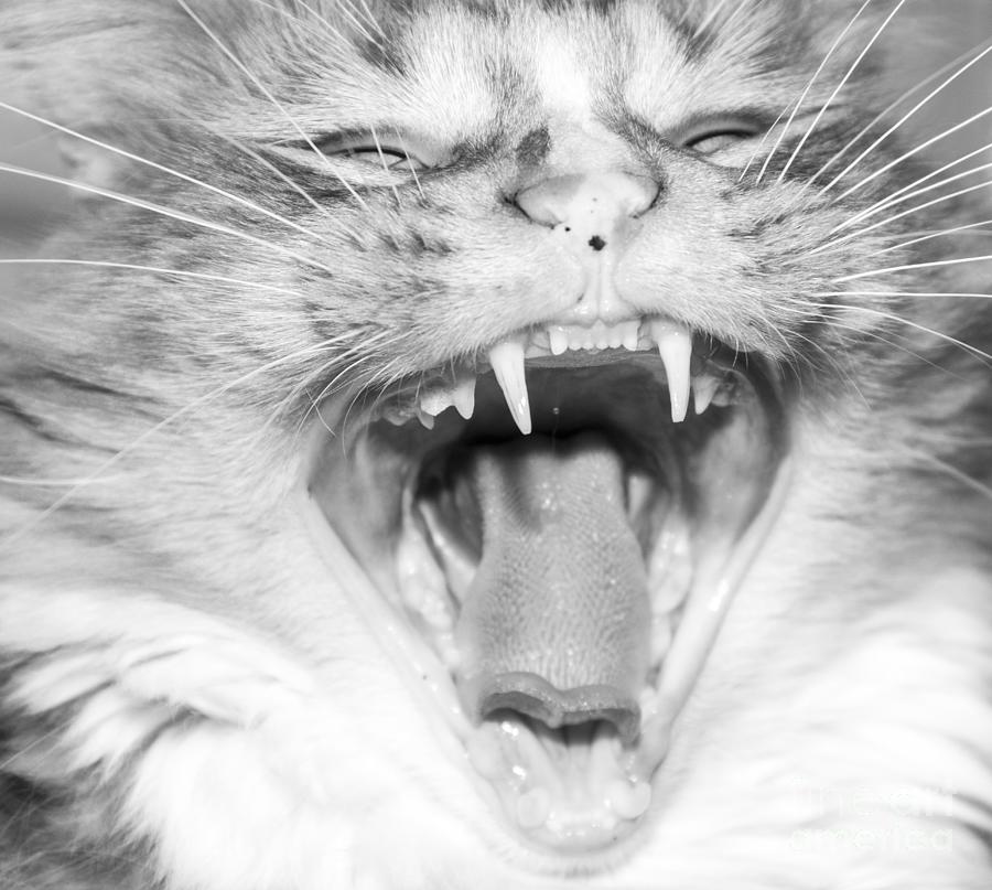 Laughing Cat Photograph by Jeannette Hunt