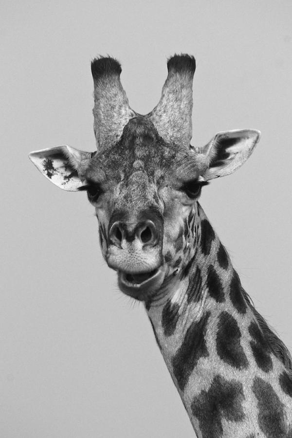 Laughing Giraffe #1 Photograph by Michele Burgess